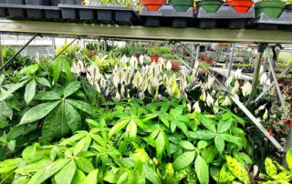 Hirt's Garden shelves of tropical plants.