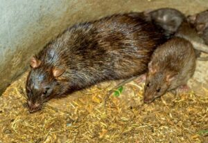 Adult and young juvenile rat sizes.
