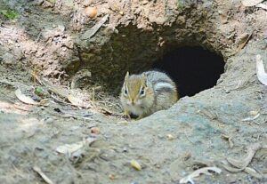 Chipmunk around its burrow.