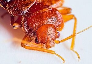 Bed bugs are one of the worst pests in Cleveland, Ohio.