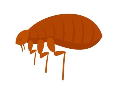 The Role of a Bed Bug Exterminator: Expert Insights