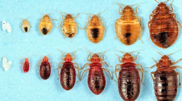 All life stages of bed bugs. Eggs, nymphs and adult.