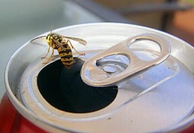 Yellowjackets in a pop can during summer.