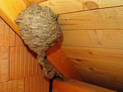 Bees nest in attic.